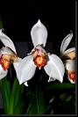 Cymbidium erythrostylum * Cultivo: Manuel Pontes
Foto: Carlos Higashida. * 664 x 999 * (567KB)